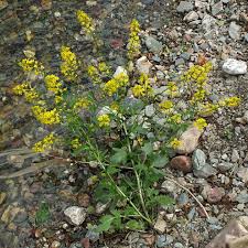 Attēlu rezultāti vaicājumam “Barbarea vulgaris subsp. arcuata flower”