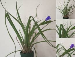 Image result for tillandsia umbellata