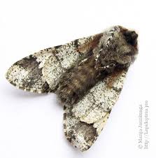 Attēlu rezultāti vaicājumam “Biston strataria”