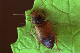 Attēlu rezultāti vaicājumam “Diachromus germanus”