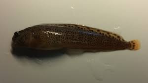 Image result for Anarhichas minor