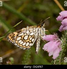 Attēlu rezultāti vaicājumam “Heteropterus morpheus upperside”