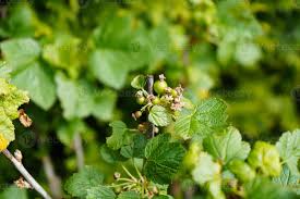 Attēlu rezultāti vaicājumam “Ribes nigrum leaf”