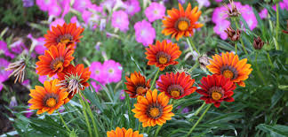 Image result for Gazanien