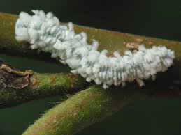 Attēlu rezultāti vaicājumam “Eriocampa ovata larva”