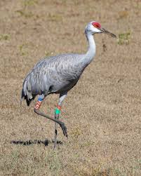 Image result for Grus canadensis