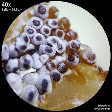 Attēlu rezultāti vaicājumam “Collaria rubens spores”