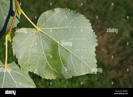 Attēlu rezultāti vaicājumam “Tilia x moltkei leaf”