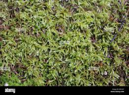 Attēlu rezultāti vaicājumam “Brachythecium salebrosum sporophyte”