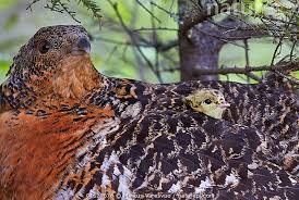 Attēlu rezultāti vaicājumam “Tetrao urogallus female”