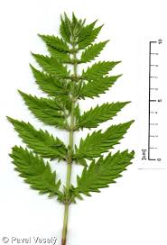 Attēlu rezultāti vaicājumam “Lycopus europaeus”