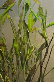 Attēlu rezultāti vaicājumam “Potamogeton praelongus”