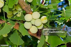 Attēlu rezultāti vaicājumam “Ginkgo biloba fruit”