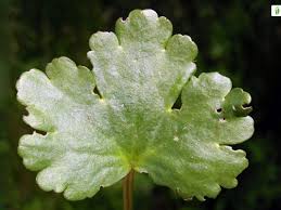 Attēlu rezultāti vaicājumam “Ranunculus cassubicus leaf”