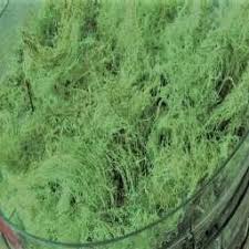 Attēlu rezultāti vaicājumam “Usnea filipendula”