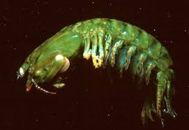 Attēlu rezultāti vaicājumam “Platyptilia gonodactyla imago”