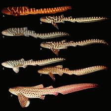 Image result for Stegostoma tigrinum