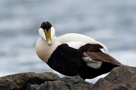 Attēlu rezultāti vaicājumam “Somateria mollissima”