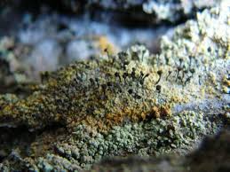 Attēlu rezultāti vaicājumam “Chaenotheca ferruginea”