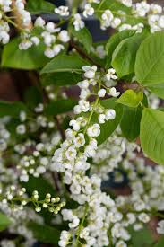 Attēlu rezultāti vaicājumam “Prunus padus var. roseiflora”