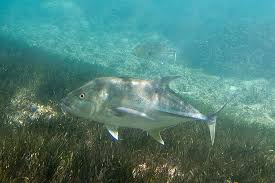 Image result for Caranx ignobilis