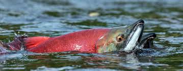Image result for Oncorhynchus nerka