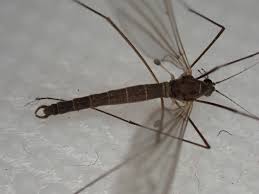 Attēlu rezultāti vaicājumam “Trichocera regelationis”