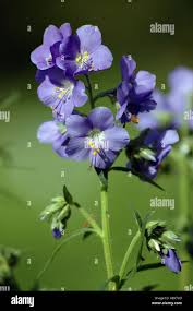 Attēlu rezultāti vaicājumam “Polemonium caeruleum fruit”