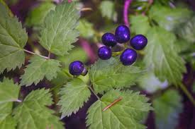 Attēlu rezultāti vaicājumam “Actaea spicata fruit”