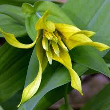 Attēlu rezultāti vaicājumam “Uvularia grandiflora”