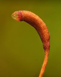 Attēlu rezultāti vaicājumam “sporophyte”