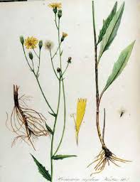 Attēlu rezultāti vaicājumam “Hieracium laevigatum”