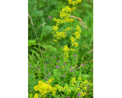 Attēlu rezultāti vaicājumam “Galium verum flower”
