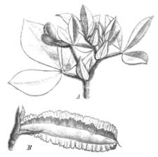 Image result for Lotus tetragonolobus