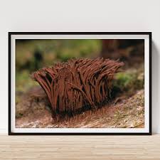 Attēlu rezultāti vaicājumam “Stemonitis splendens”