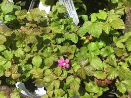 Attēlu rezultāti vaicājumam “Rubus arcticus”