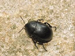 Attēlu rezultāti vaicājumam “Xylita laevigata”