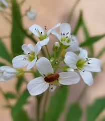 Attēlu rezultāti vaicājumam “Cardamine amara flower”