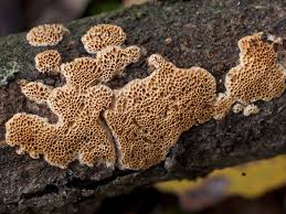 Attēlu rezultāti vaicājumam “Antrodia macra”