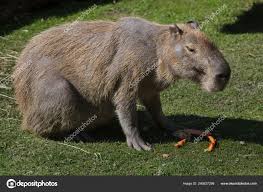 Attēlu rezultāti vaicājumam “Hydrochoerus hydrochaeris”