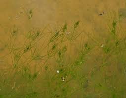 Attēlu rezultāti vaicājumam “Chara globularis”