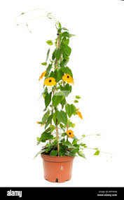 Image result for schwarzäugige Susanne