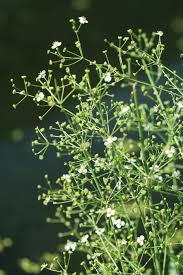 Attēlu rezultāti vaicājumam “Alisma gramineum flower”