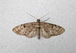 Attēlu rezultāti vaicājumam “Eupithecia tantillaria”