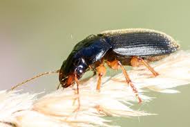 Attēlu rezultāti vaicājumam “Pseudoophonus rufipes”