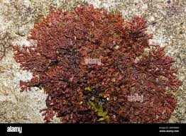 Attēlu rezultāti vaicājumam “Frullania dilatata”