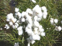 Attēlu rezultāti vaicājumam “Eriophorum angustifolium flower”
