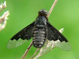 Attēlu rezultāti vaicājumam “Hemipenthes morio”