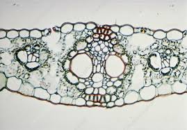 Attēlu rezultāti vaicājumam “Zea mays leaf”