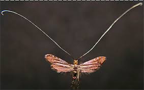 Attēlu rezultāti vaicājumam “Adelidae”